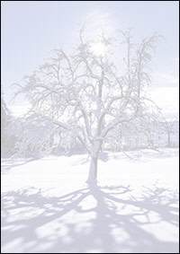 Weihnachtsbriefpapier verschneiter Baum